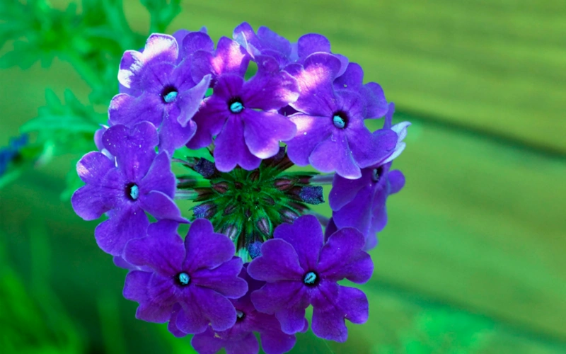 Вербена в цвету: советы по уходу