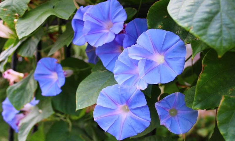 Опасные растения: скрытая угроза сада