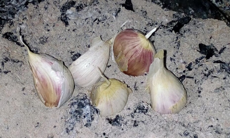Посадка озимого чеснока: секрет опудривания золой