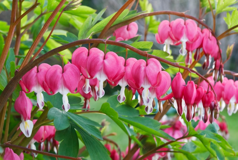 Дицентра великолепная: цветы-сердечки для вашего сада