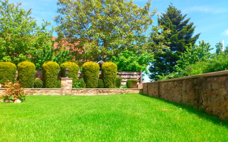 Кофейная гуща: сила зелени без химии