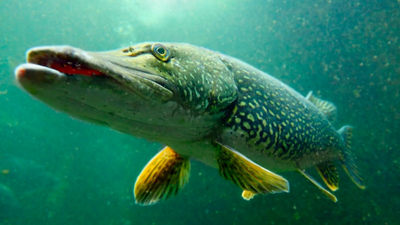 Осенняя ловля щуки: секреты погоды и тактики