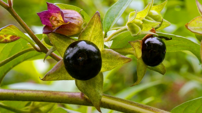 Опасные сорняки: ядовитые растения на участке