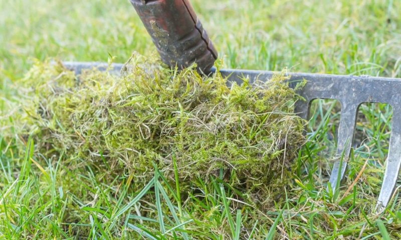 Борьба со мхом: от газона до кровли Борьба со мхом: от газона до кровли