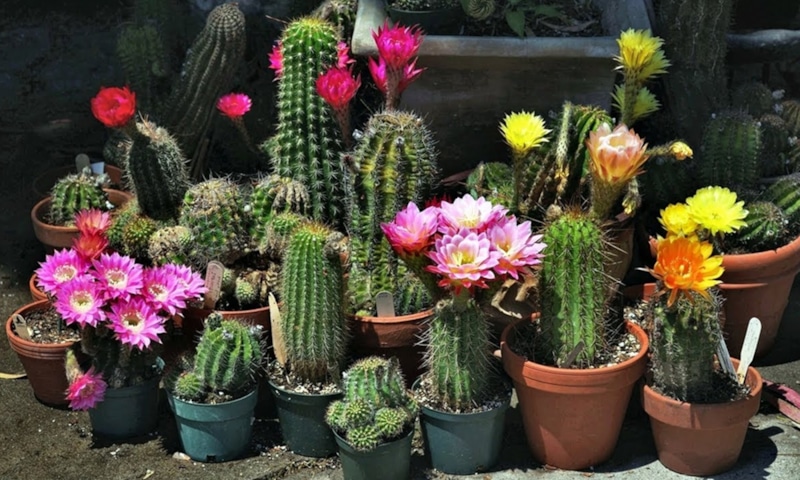Цветущий кактус: домашнее чудо