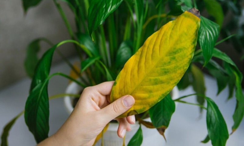 Пожелтение листьев у растений: причины и решения