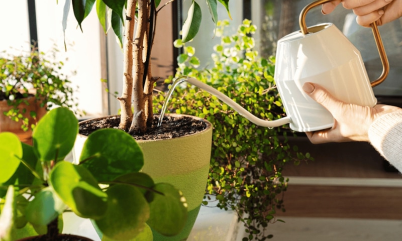 Полив растений: мера и баланс Полив растений: мера и баланс