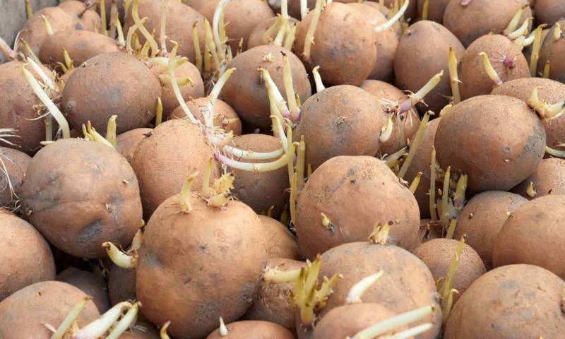 Мята и картофель: хранение без ростков