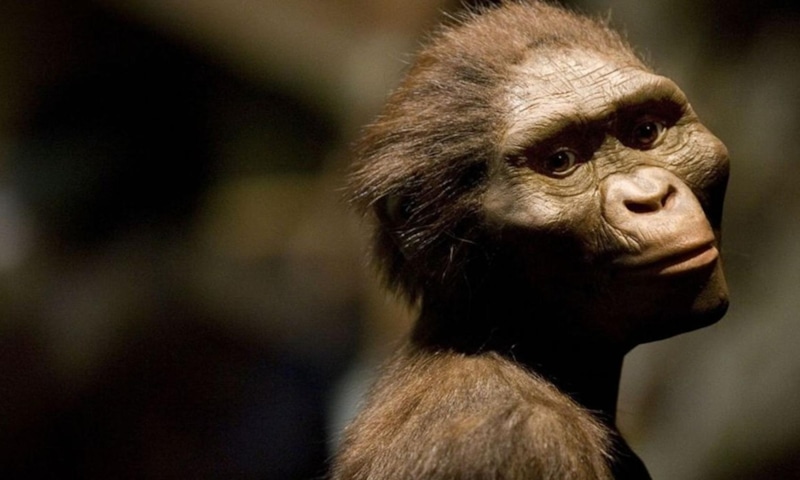 Древние люди как добыча: исследование палеонтологов Древние люди как добыча: исследование палеонтологов