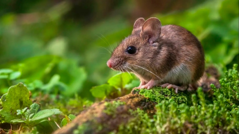 Ловушка из трубы: защита от мышей