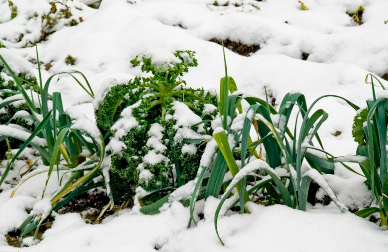 Поздняя посадка луковичных: работаем даже в мороз