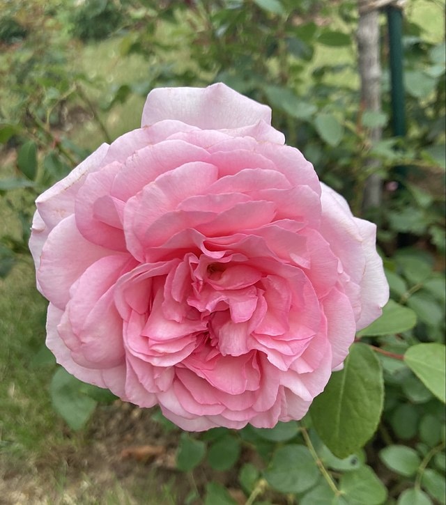 Александра Люксембург — роза «Alexandra - Princesse de Luxembourg»