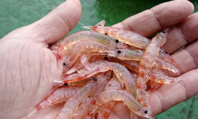 Антарктический криль: страж климата