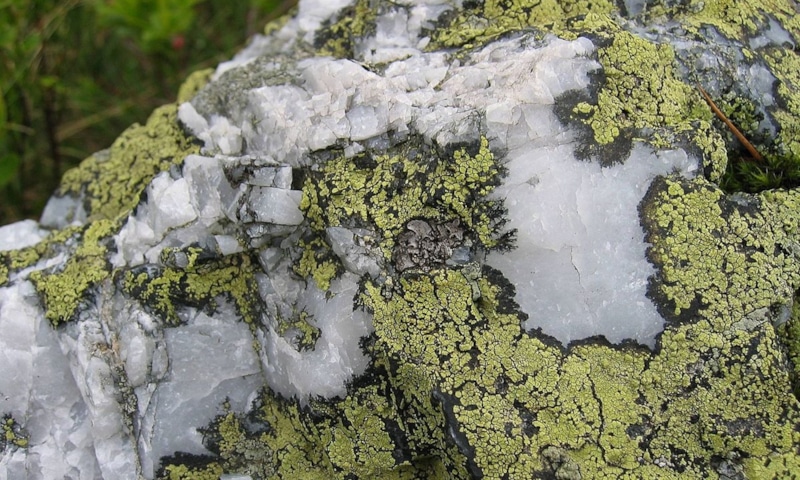 Тайна горных лишайников: открытие ученых