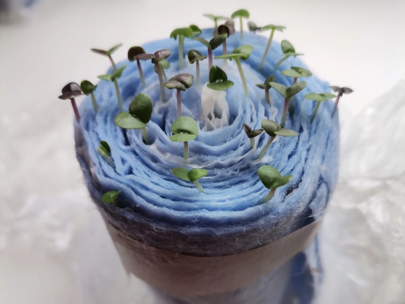 Базилик в «улитке»: компактный огород