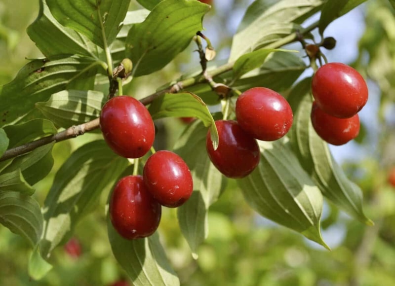 Осенняя посадка ягодных кустарников: правила и сроки