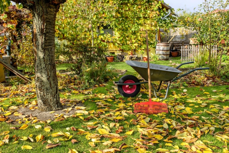 Ноябрь в саду: подготовка к зиме