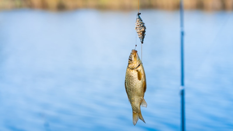 Рыбалка с ароматом: валериана и клев