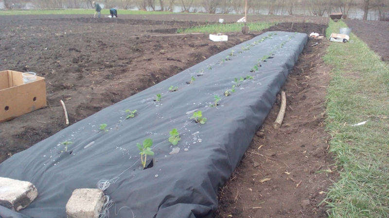 Весеннее укрытие: защита рассады от холода