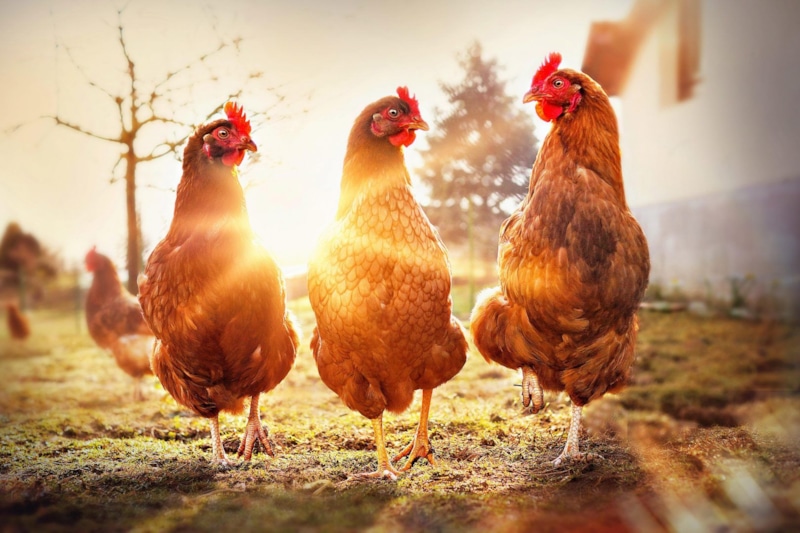 Куры зимой: уход и тепло
