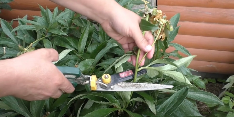 Осенняя обрезка пионов: подготовка к зиме Осенняя обрезка пионов: подготовка к зиме