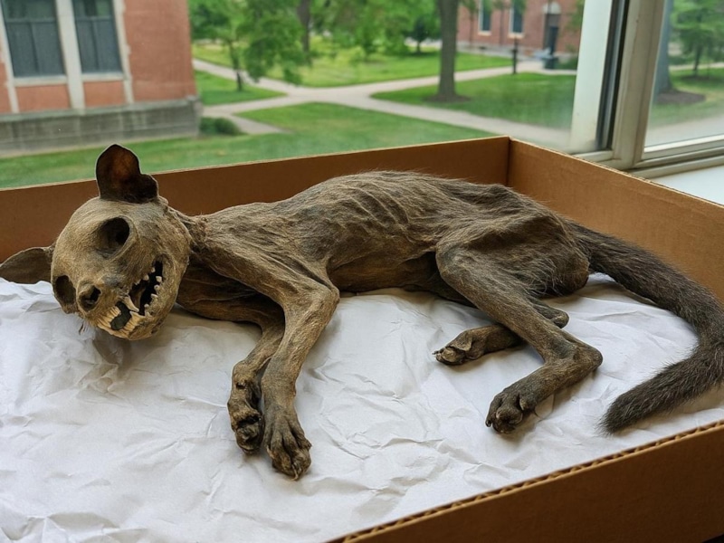 Мумия с руками: загадка века Мумия с руками: загадка века