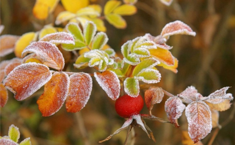 Защита сада от заморозков: дым и укрытия