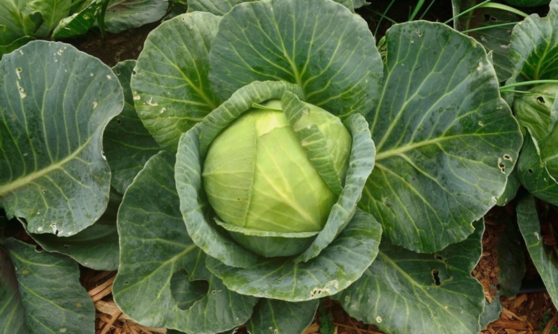 Защита капусты: борьба с вредителями