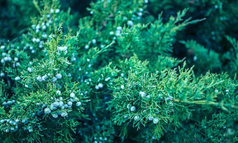 Долгожитель Китая: древний можжевельник