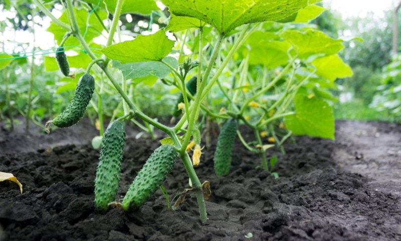 Огурцы без рассады: весенний урожай