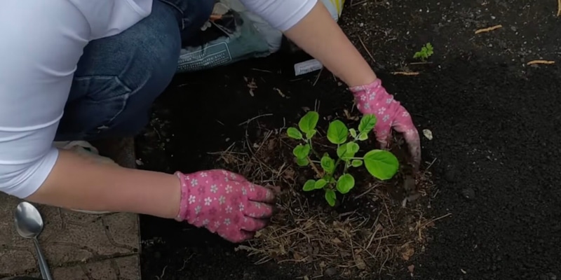 Посадка гортензии осенью: советы садоводам Посадка гортензии осенью: советы садоводам