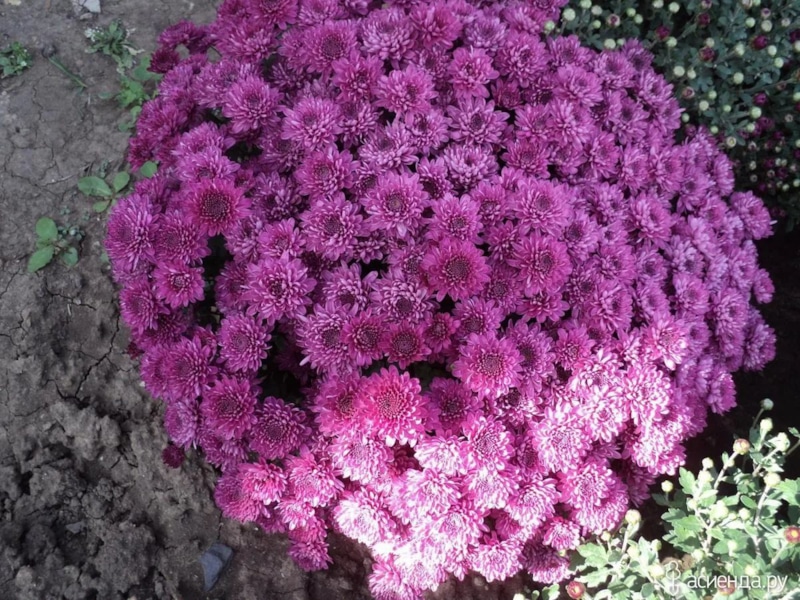 Укрытие шаровидных хризантем на зиму: главные правила Укрытие шаровидных хризантем на зиму: главные правила