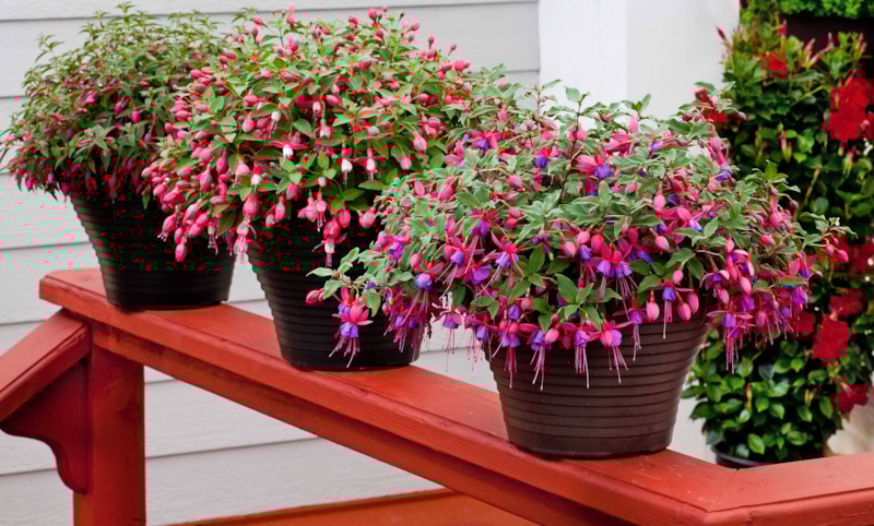 Кадочные растения: зимовка без потерь