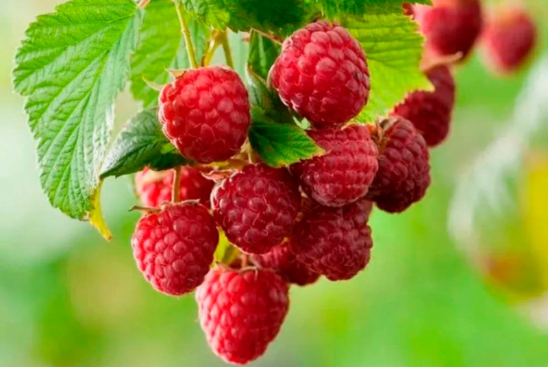 Обрезка малины осенью: советы садоводов