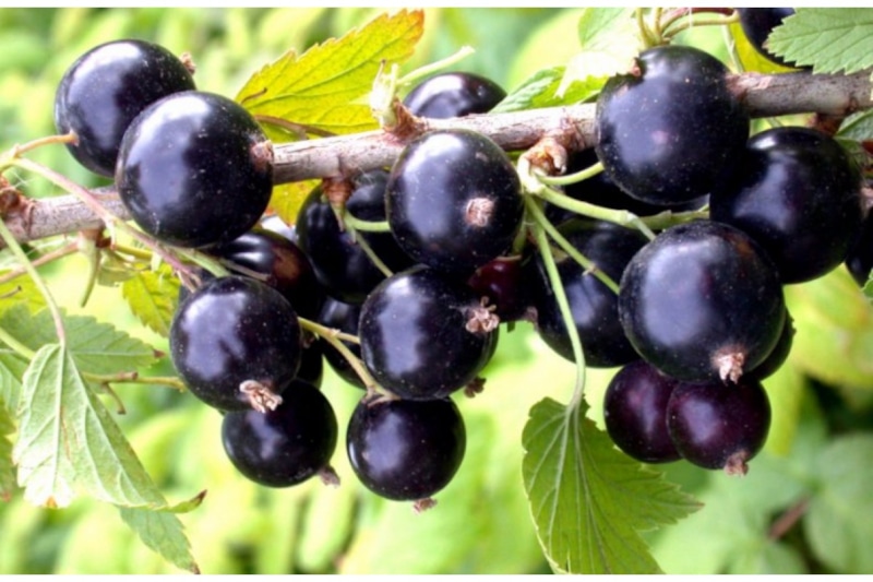 Смородина осенью: защита перед зимой