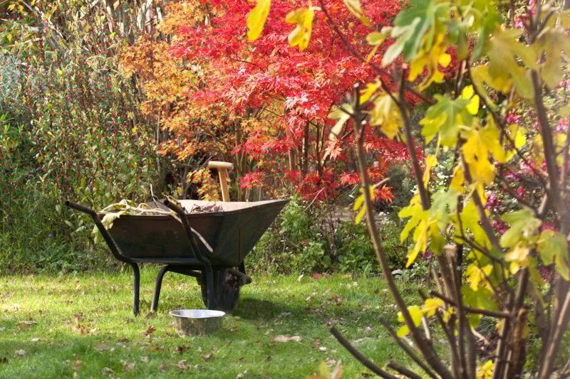 Осенний сад: подготовка к зиме