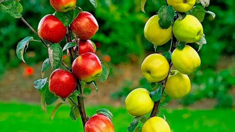 Колонновидная яблоня: урожай на балконе