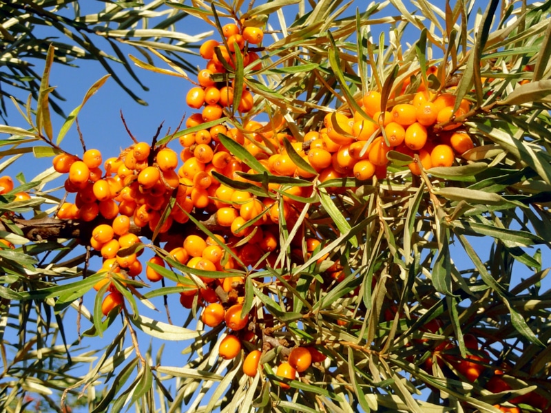 Облепиха: уход без рыхления