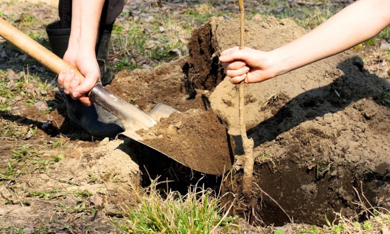 Саженцы осенью: ошибки посадки