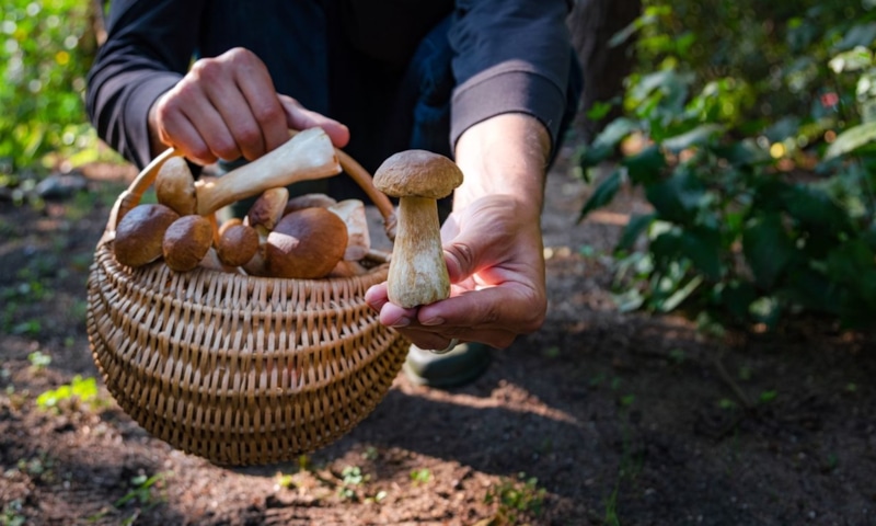 Правило грибника: уверенность или смерть