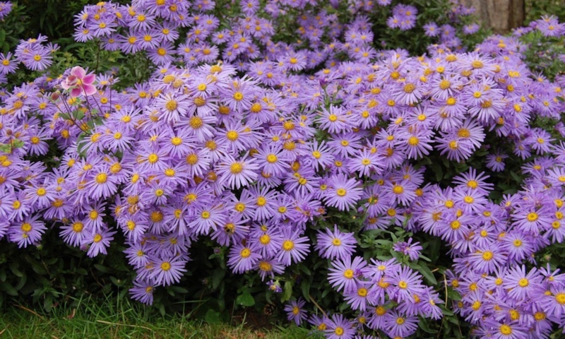 Осенняя пересадка астр: время обновления