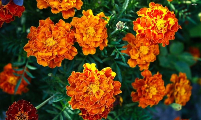 Бархатцы осенью: не в костер, а в почву