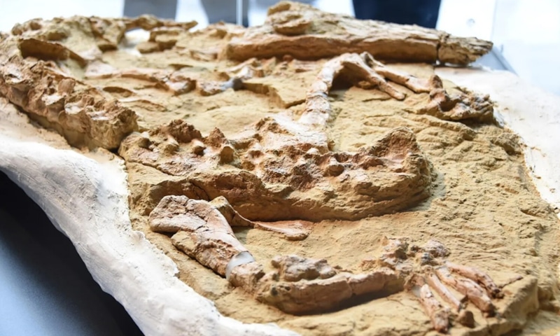 Морская свинья: находка в Перу