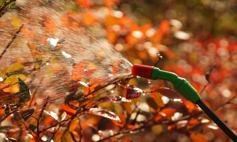 Осенняя обработка сада: защита растений