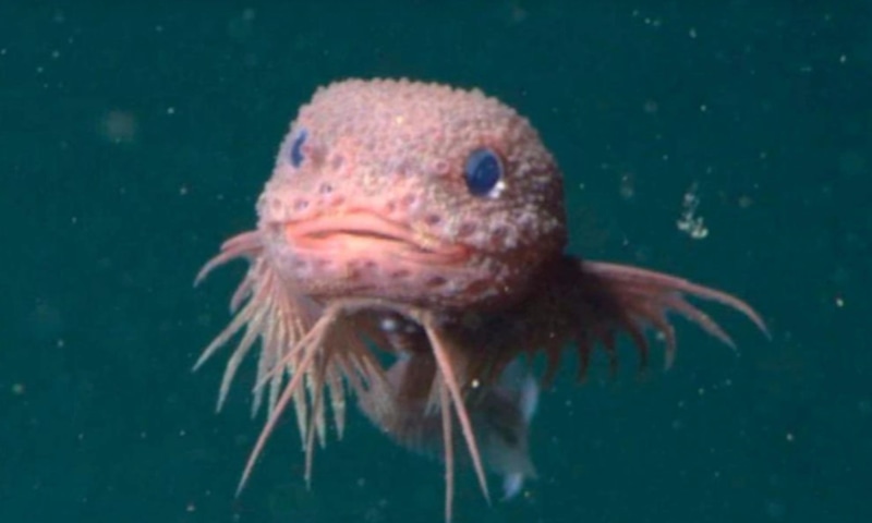 Рыбы глубин: новые виды