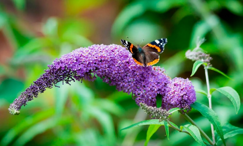 Буддлея осенью: уход и укрытие