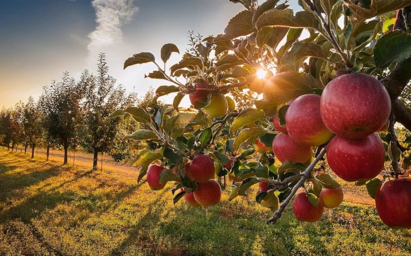 Осенняя подкормка: яблони в ноябре