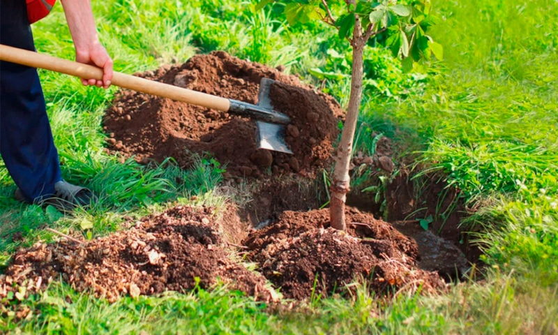 Посадочные ямы: осенняя подготовка