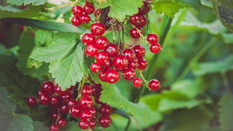 Осенняя посадка смородины: залог урожая