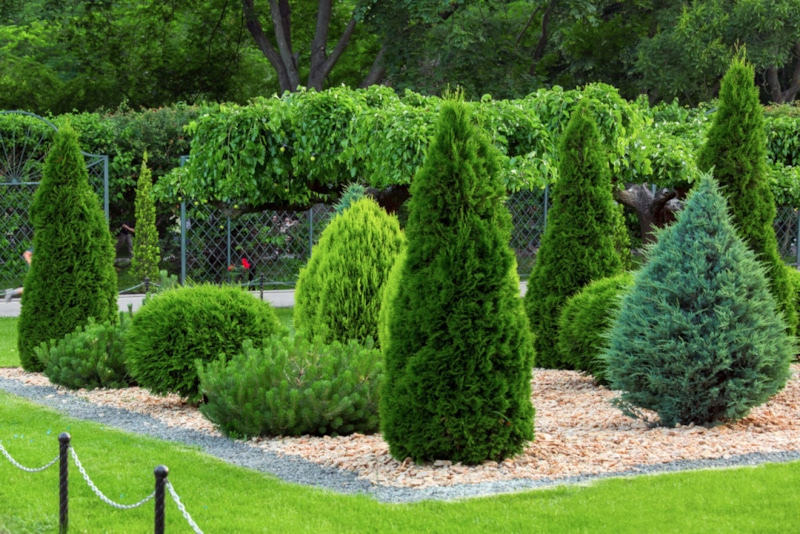 Туя в морозы: уход и укрытие зимой